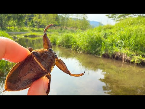 タガメの生息地でも、捕獲には８年かかります。タガメ、タイコウチ、カエル。