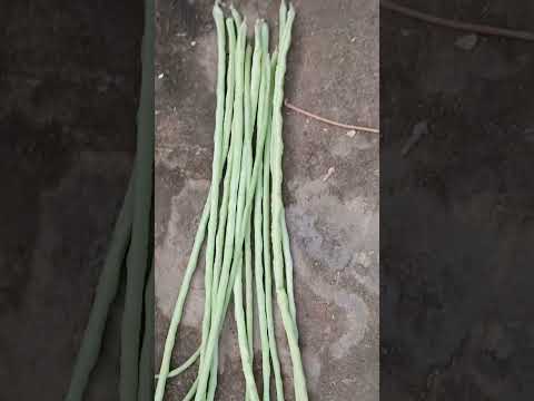 unexpectedly activated paadhu  from cooking wastage # shorts @nirmal videos