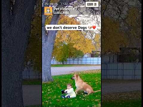 DOGS Are ANGELS In Disguise 👼❤️😻