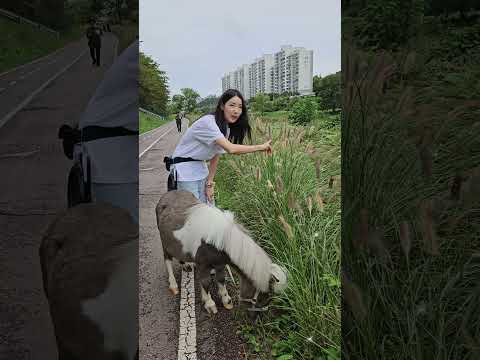 나도 일하는 말이야~!! 🌱🦄Wally works, too 🤥⁉️