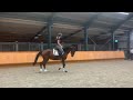 Show jumping horse Topper, super fijn en simpel te rijden