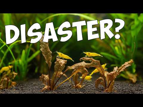 EXPERIENCED Shrimp Keeper Needs YOUR Advice! PLEAS For AMAZING shrimp food head to https_//ShrimpKeeper.co.uk (UK)

or 

https_//shrimplycanadian.etsy.