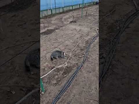 Всё! Виноград укрыт - сезон 2025 закрыт . Ждём  морозов . #виноградникюриястражева #