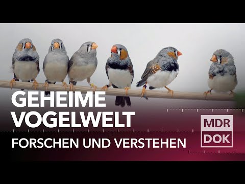 Das Geheimnis der Vögel ° Forschen und Verstehen | MDR DOK