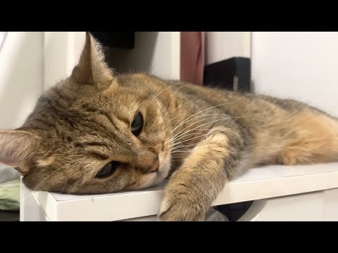猫の動画サムネイル - 【神回】鼻の穴から発狂する猫の鳴き声を鳴らすネコ