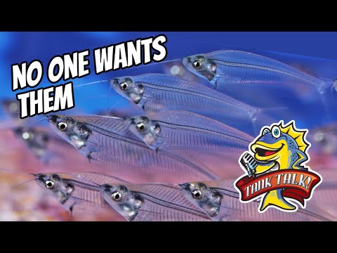 These Fish Aren't As Popular Anymore, Why? The Tank Talk Podcast on Instagram_
https_//www.instagram.com/tank_talk_podcast?utm_source=ig_web_bu