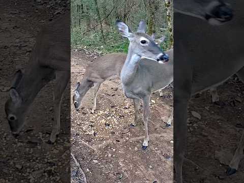 UP CLOSE WITH A DOE AND HER FAWNS | Adorable Deer Family on Trail Cam #shorts