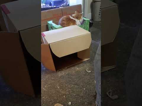 why you can't pack when you have cats 