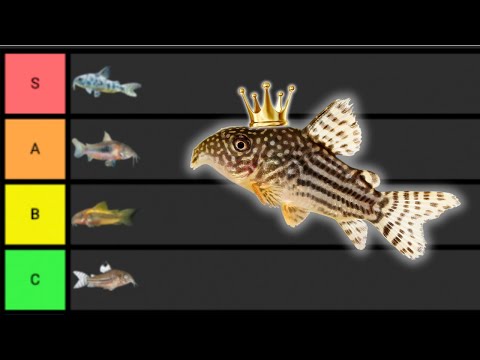 Ranking Corydoras From BEST To Worst! Looking for the BEST Corydoras Catfish to keep in the hobby? I rank them all in this tier list. I go