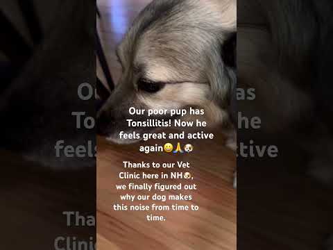 Our dog is suffering from tonsillitis, of which we were not aware. Now his tonsil is gone and healed