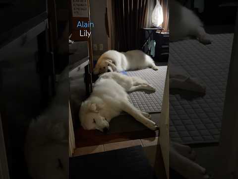 Alain アラン Lily リリー #greatpyrenees #todaysrunrun #グレートピレニーズ #今日のルンルン