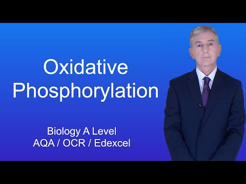 A Level Biology Revision “Oxidative Phosphorylation”
