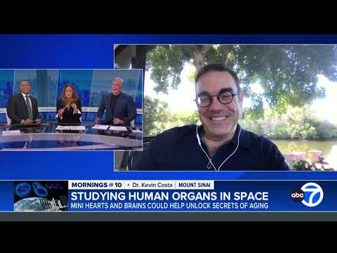SpaceX rocket takes mini human organs to space station to unlock secrets of aging