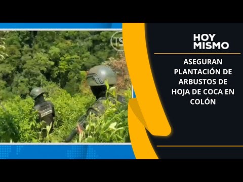 Aseguran plantación de arbustos de hoja de coca en Colón
