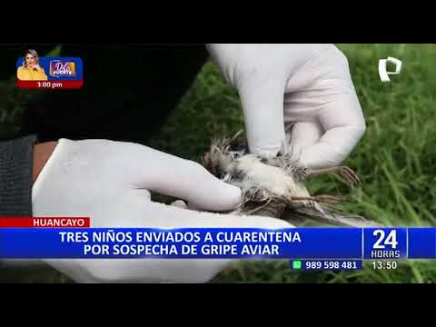 Gripe aviar: ponen en cuarentena a 3 niños por manipular presunta ave infectada Junín (2/2)