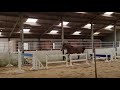 Show jumping horse 3 jarige merrie van Hunter scendro