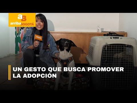 Manchas, el primer perrito adoptado por una alcaldía en Bogotá | CityTv