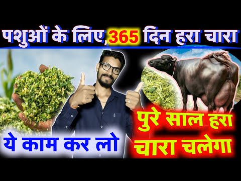 🐄1 बार बनाओ पुरे साल हरा चारा खिलाएं🌾साइलेज बनाने कि विधि✌🏻 Dairy Farming💥HADA VETS CLUB/पशु आहार