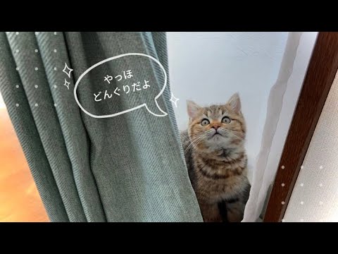 窓辺でくつろぐ子猫が可愛すぎる【かくれんぼ】