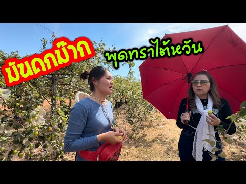 มันดกมากพุดทราไต้หวัน