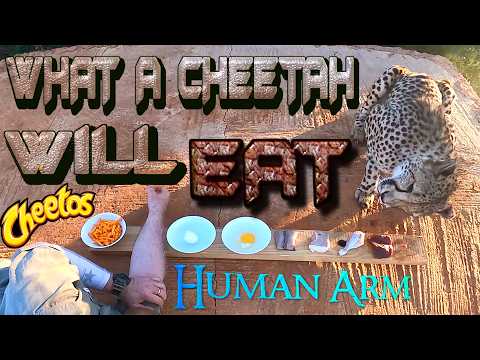 What Will A Cheetah Eat? Zebra Pork Chicken Eggs Arm Or CHEETOS | Gabriel Given Choice Of Foods