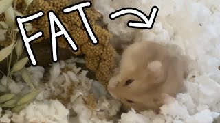 My Hamster Turns 6 Months Old!!!