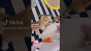 JANGAN AMBIL MAINAN #shorts