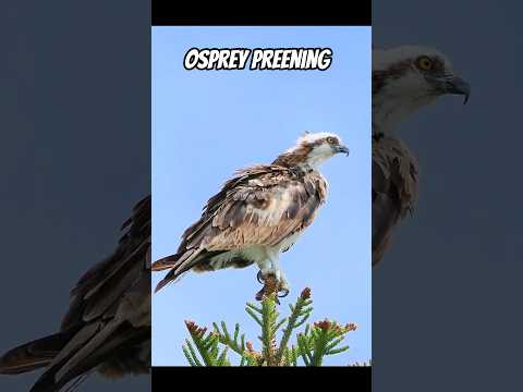 Osprey Preening #birds