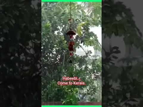 Habeebi.. Come to Kerala.#rainsounds #beautyofrain #Kerala #yellowalert #thrissur #livefromkerala