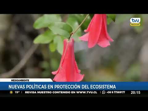 Humedal Desembocadura ya es el quinto Santuario de la Naturaleza en Biobío