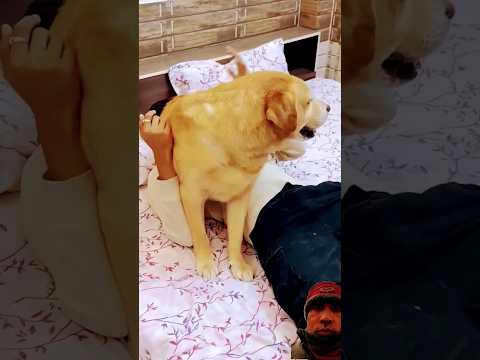 Leo is very dangerous😡 | Anant Rastogi #dog #shorts #pets #doglover #love #shortvideo #youtubeshorts