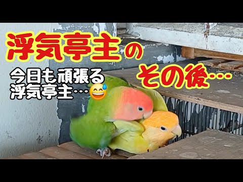 コザクラインコ🦜未亡人と浮気😨