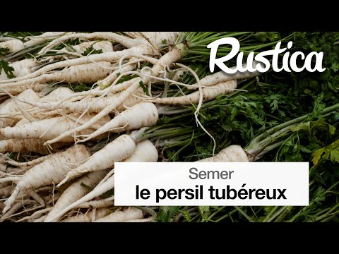 Comment semer le persil tubéreux