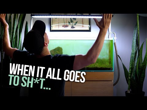 How to Teardown a Planted Aquarium for a Rescape Some aquascapes, like life, don’t always go according to plan...but every setback is also a chance