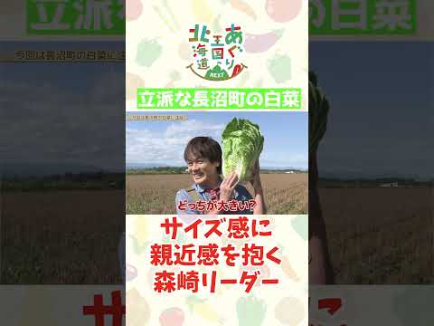 長沼町の白菜は森崎サイズ?
