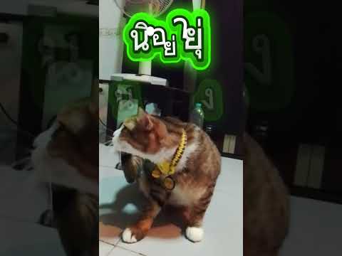 #โนนิไม่ยอมไปนอน🤣😻😹