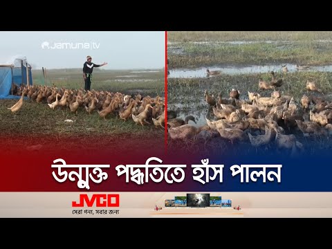 গোপালগঞ্জে উন্মুক্ত বিলে হাঁস পালনে স্বাবলম্বী শতাধিক পরিবার | Gopalganj Duck Firm | Jamuna TV