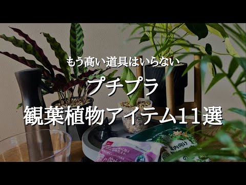 【コスパ最強】100均＆スリコで便利＆おしゃれに！おすすめ観葉植物アイテム11選と厳選ベスト5を紹介 | ダイソー | セリア | 3COINS