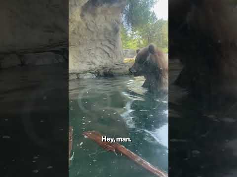 Hangry bear gobbles up ducklings at the zoo in front of horrified children #shorts