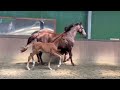 Dressage horse Merrieveulen van La Vie x Benicio x Florencio