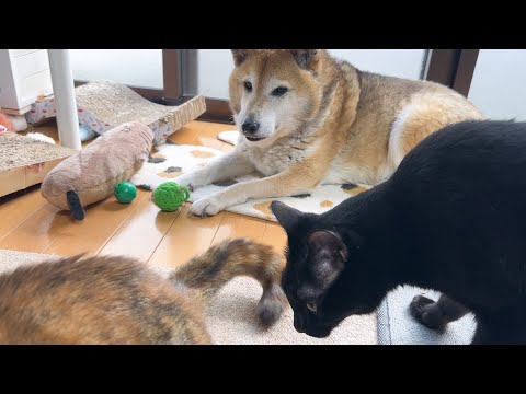 柴犬パパを支える茶トラ&黒猫くんが優しすぎます
