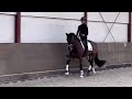 Dressuurpaard Super knap en getalenteerd jong sportpaard te koop!