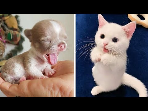 Cutest Baby Dog and Cat - Cute and Funny Dog Videos Compilation #19