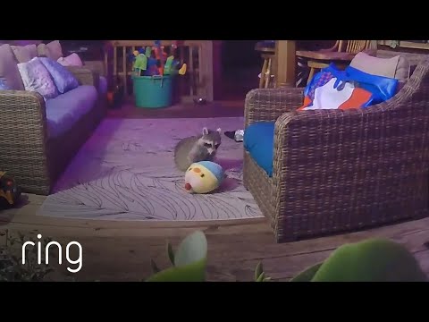 Cute Raccoon Had a Blast Playing With a Stuffed Animal | RingTV