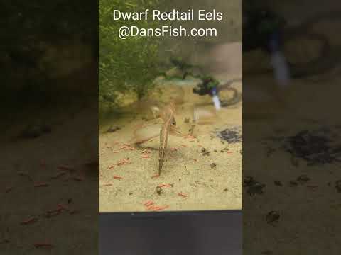Freshwater Redtail Eels Eating Prepared Foods. Min #shorts