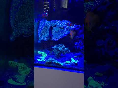 Waterbox marine 60.2 gonipora help ai blade Update on the reef need help with my goniporas. Waterbox goni are all aquacultured frags btw thanks