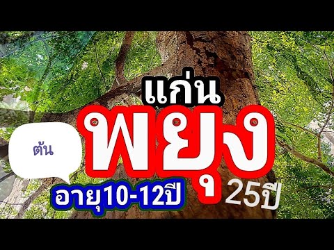 mipak tree thailand ต้นพะยูงชอบดินแบบใหนพาดูแก่นพยุงอายุ10ปี12ปี25ปี