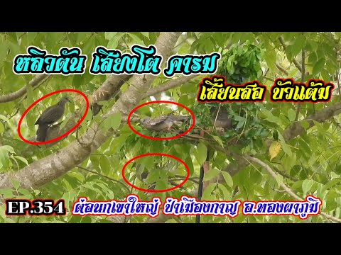 โคตรลุ้นนกป่าขึ้นคูบนคอน|เช