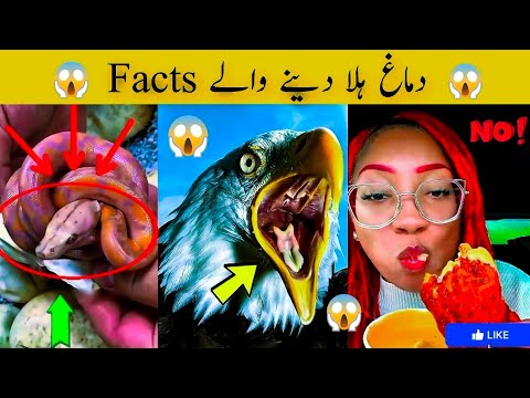 Snake egg birth 🐍 Eagle Eating 😱the most eating 🍝 [ wasi 143 ]