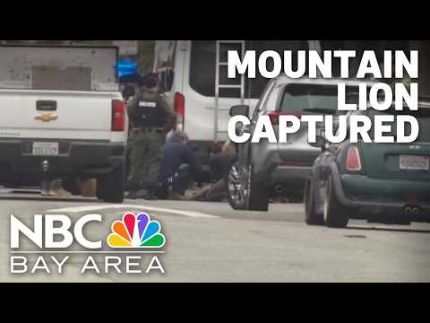 <strong>Mountain</strong> lion captured in San Francisco's Outer Sunset
